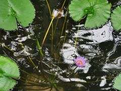 -南山植物园