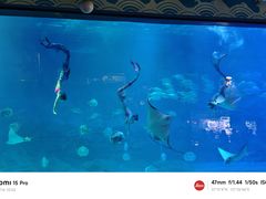 -烟台海昌鲸鲨海洋公园