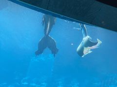 -海棠湾洲际-涛·海底餐厅·美人鱼·自助餐·海底隧道
