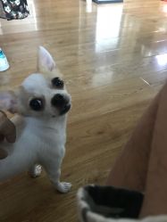 -椿树下·Tattoo纹身工作室