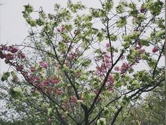 -顾村公园