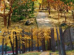 -阳台山自然风景区