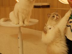 -瞄一喵猫咖(格力海岸店)
