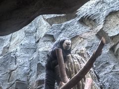 -红山森林动物园
