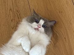 -佳雯宠物医院·皮肤科·内外科(春晓路分院)