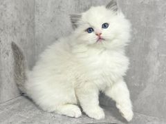 -小猫来了·猫舍(红山六九七九店)