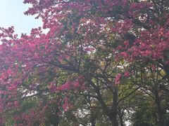 -均和墟历史街区-平和大押