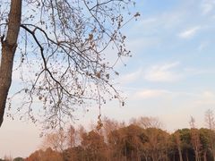 -贡湖湾湿地公园