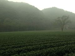 iphone_upload_pic-西湖风景区十里琅珰-五云山