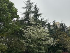 -龙头寺公园