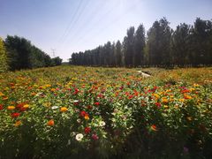 -长白岛森林公园