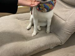 -柴迷FANS CLUB·柴犬狗咖·猫咖