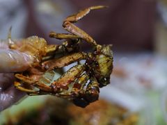 -王红军龙虾(新民路店)