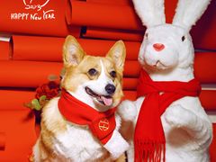 -超宠爱宠物摄影-Super pet
