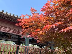 -阳台山自然风景区