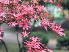 -后襄河公园