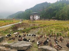 -紫鹊界梯田景区