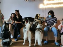 -Husky Go! 哈士奇体验馆·宠物咖啡厅狗咖