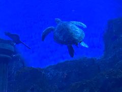 -芜湖新华联大白鲸海洋公园