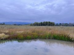 -野鸭湖国家湿地公园