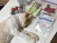 -全心全意连锁动物医院·特色中医诊疗(会城门分院)