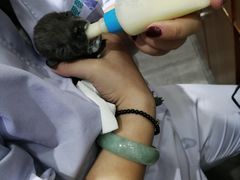 -美联众合宠物医院·爱萌分院·内外科·猫科中心