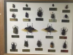 上海昆虫博物馆-上海昆虫博物馆