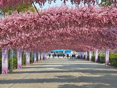 -南汇桃花村