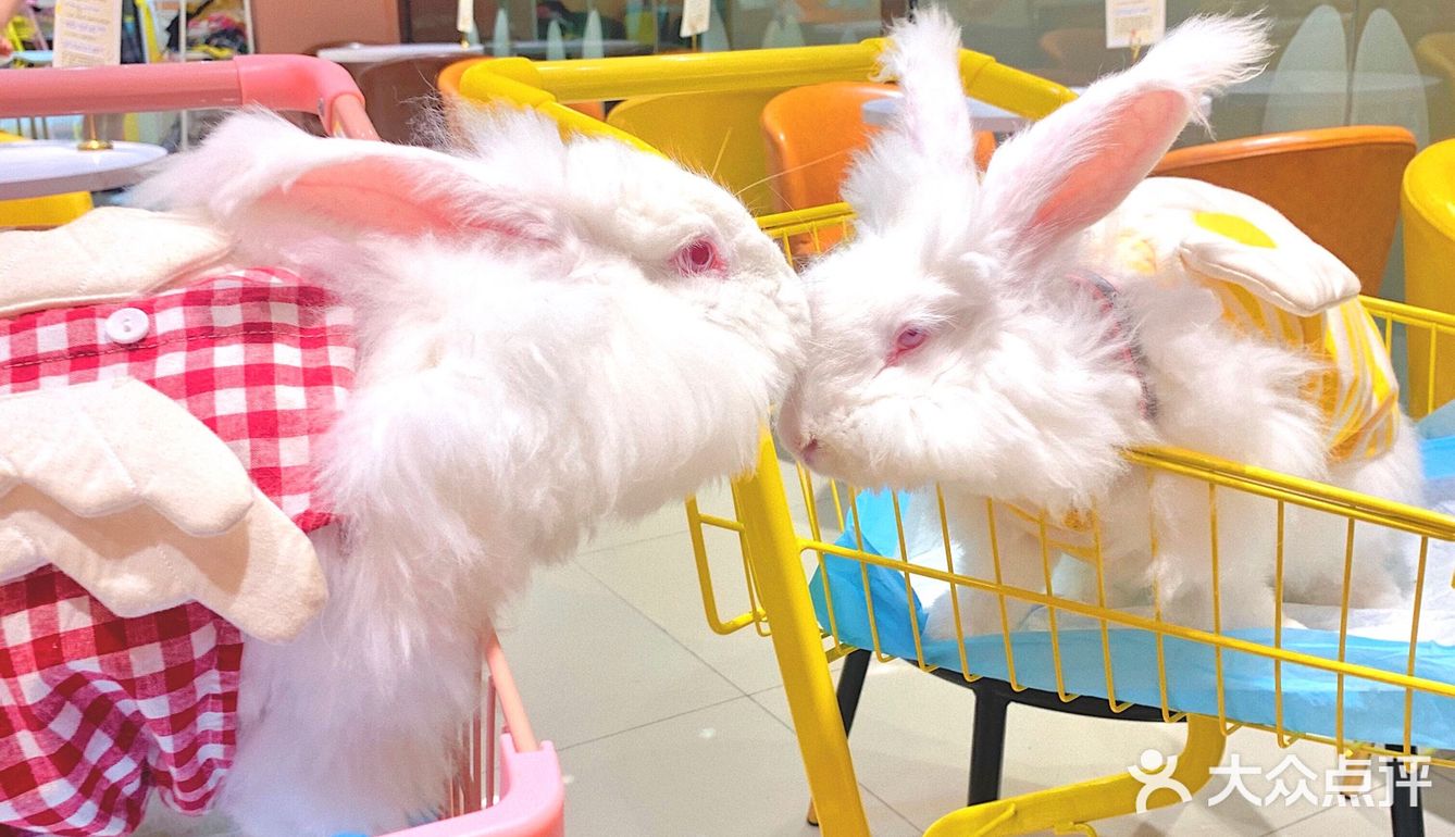 兔兔能有什么坏心思呢