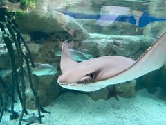 -珠海长隆海洋王国