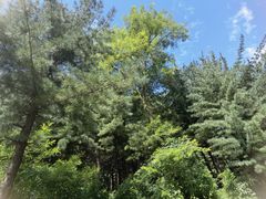 -黄椅山火山森林公园