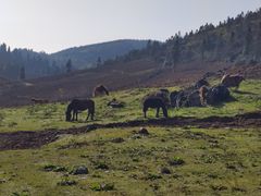 -武陵山森林公园