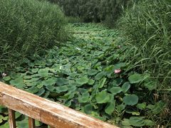 -白洋淀景区
