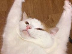 -GODIVA(万象城店)