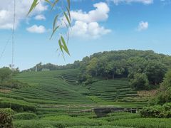 -龙坞茶村