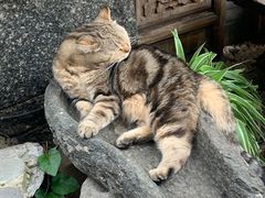 -喵屿·大理花园猫咖