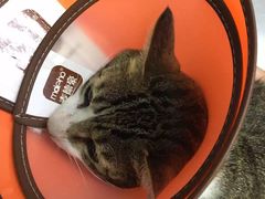 -康成宠物医院24H·CT·核磁共振