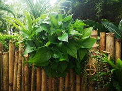 -深圳国际园林花卉博览园