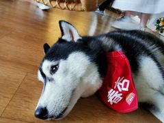 -Husky Go! 哈士奇体验馆·宠物咖啡厅狗咖
