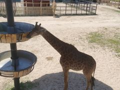 -鄂尔多斯野生动物园