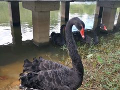 -福建鲤鱼洲酒店