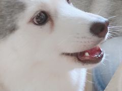 小苹果-Husky Go! 哈士奇体验馆·宠物咖啡厅狗咖