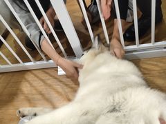 -Husky Go! 哈士奇体验馆·宠物咖啡厅狗咖