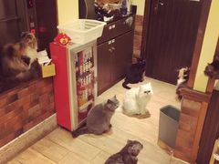 -more than meow吴止猫主题餐厅(承德 中船汇店)