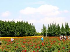 -上海长兴岛郊野公园