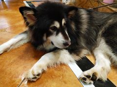 -more than meow吴止猫主题餐厅(承德 中船汇店)