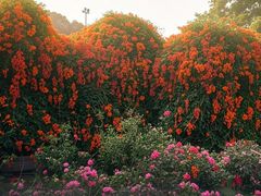 -东莞植物园