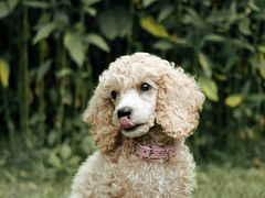 -季季红火锅(长沙步行街店)