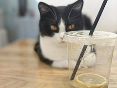 -有喵·猫咖·狗咖·30几只猫10只小狗(岗厦店)