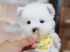 -翊宠yipet猫狗购宠庄园